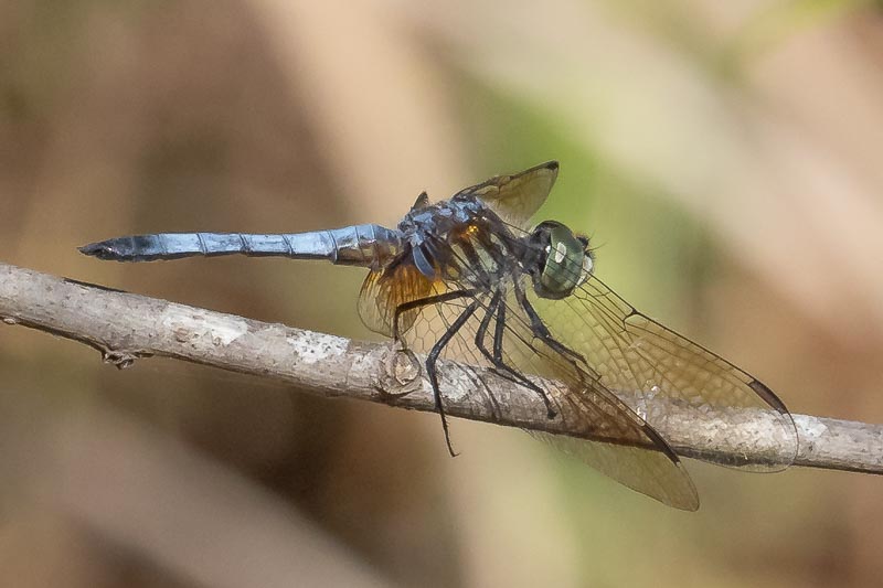 Pachydiplax longipennis (Blue Dasher) male-2.jpg